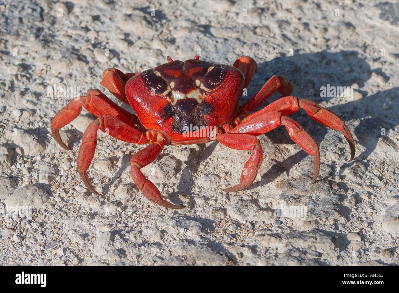 Primo piano di un granchio rosso (Gecarcoidea natalis) che attraversa la strada durante la sua migrazione annuale, Christmas Island, Australia Foto Stock