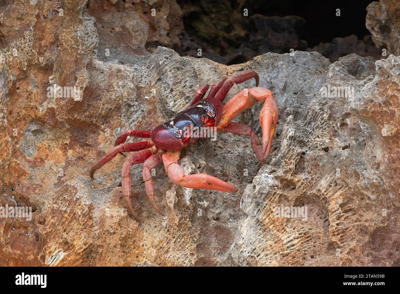 Primo piano di un granchio rosso (Gecarcoidea natalis) sulle rocce, Christmas Island, Australia Foto Stock