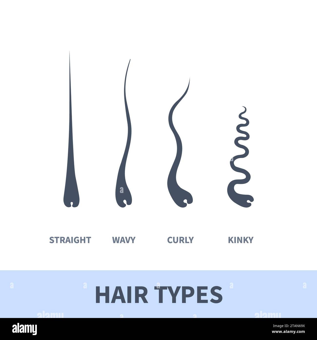 Tipi di capelli, illustrazione concettuale Foto Stock