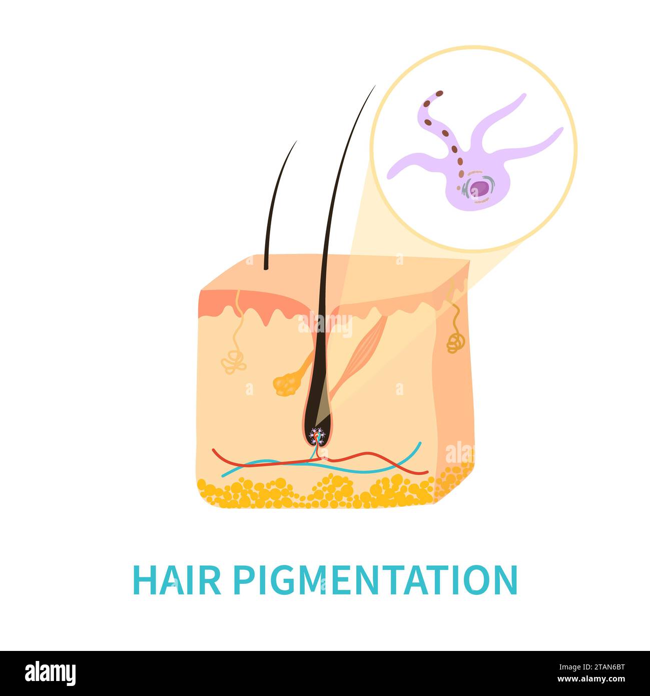 Pigmentazione del colore dei capelli, illustrazione concettuale Foto Stock