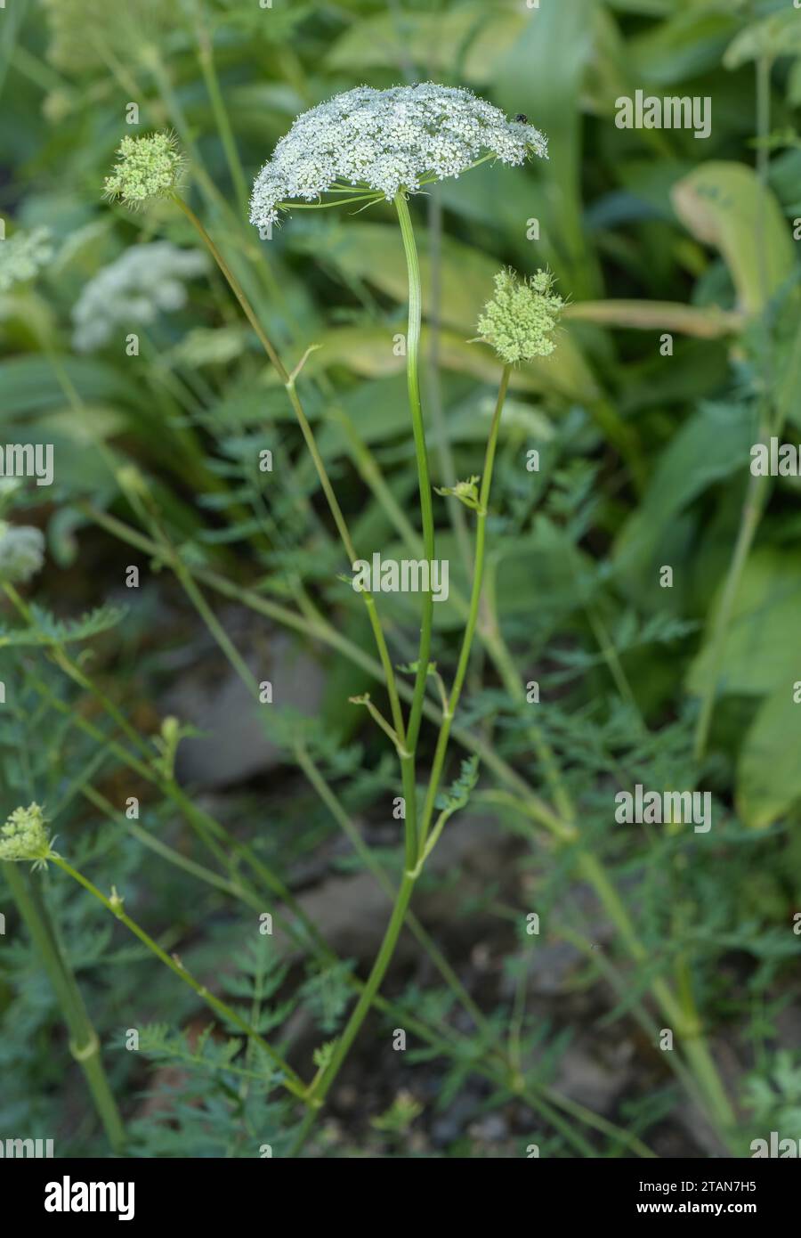 Carota lunare, Seseli libanotis, in fiore. Foto Stock