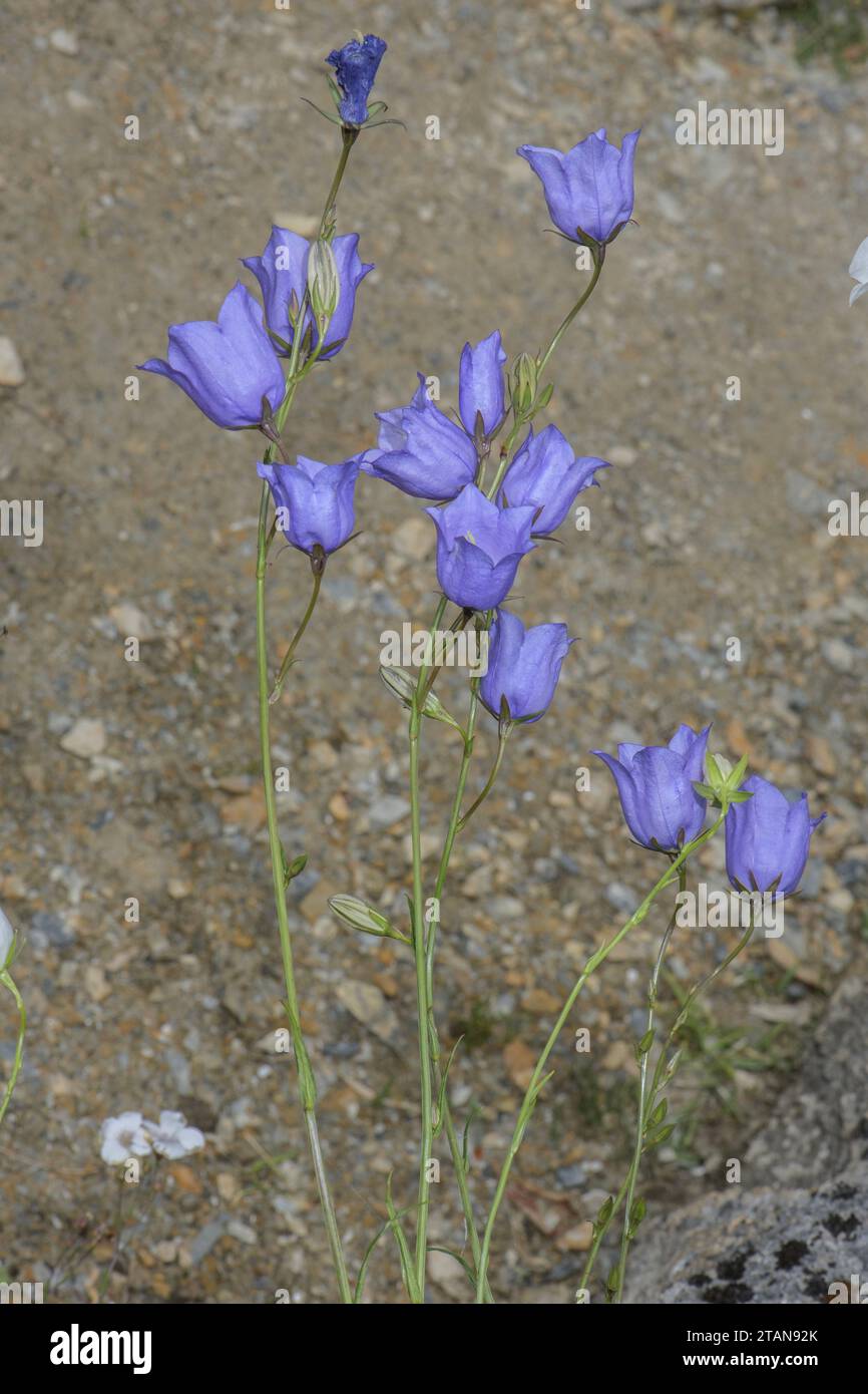 Fiore di fiori di pesca, Campanula persicifolia in fiore su arenile erboso. Francia. Foto Stock