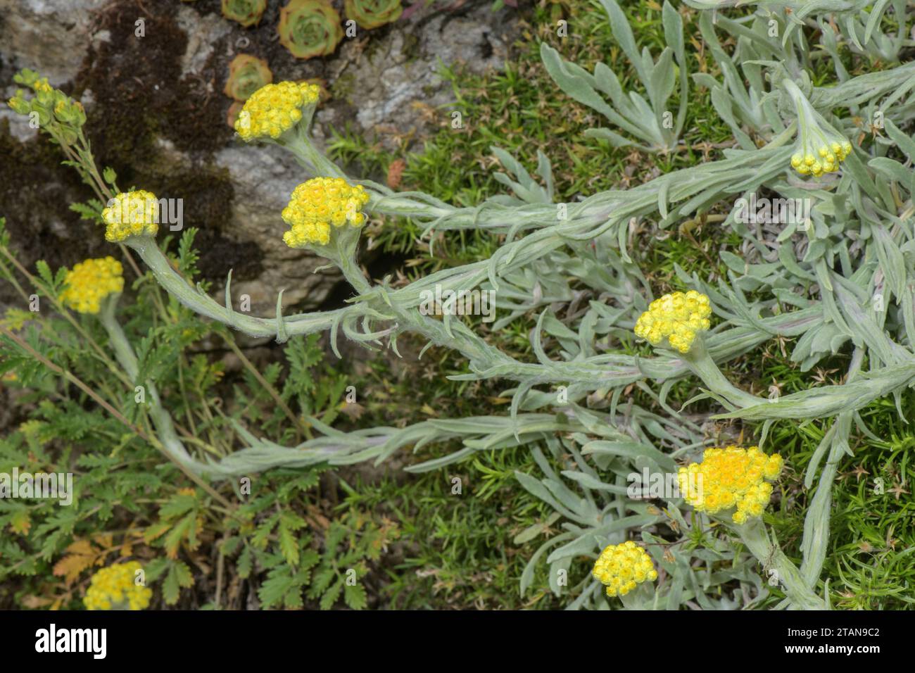 Punta d'argento, Helichrysum thianschanicum, in fiore; dai monti Tien Shan. Foto Stock