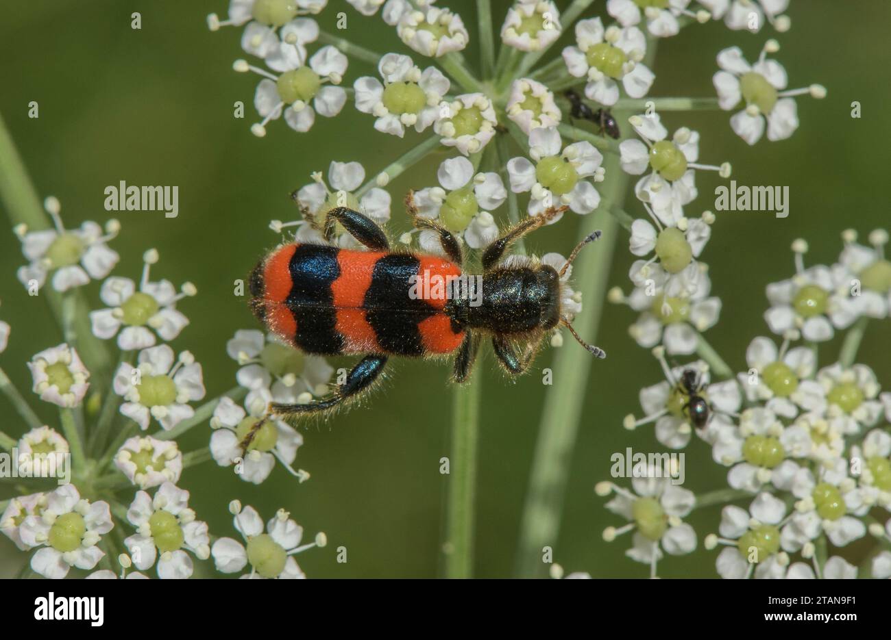 Scarabeo da api, Trichodes apiarius, da mangiare con fiori Umbellifer. Foto Stock