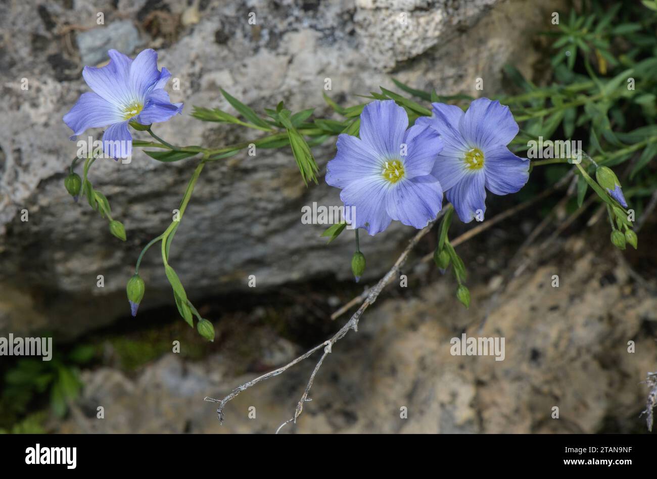 Flax alpino, Linum alpinum, in fiore nella prateria alpina, Monti Karawanken. Foto Stock