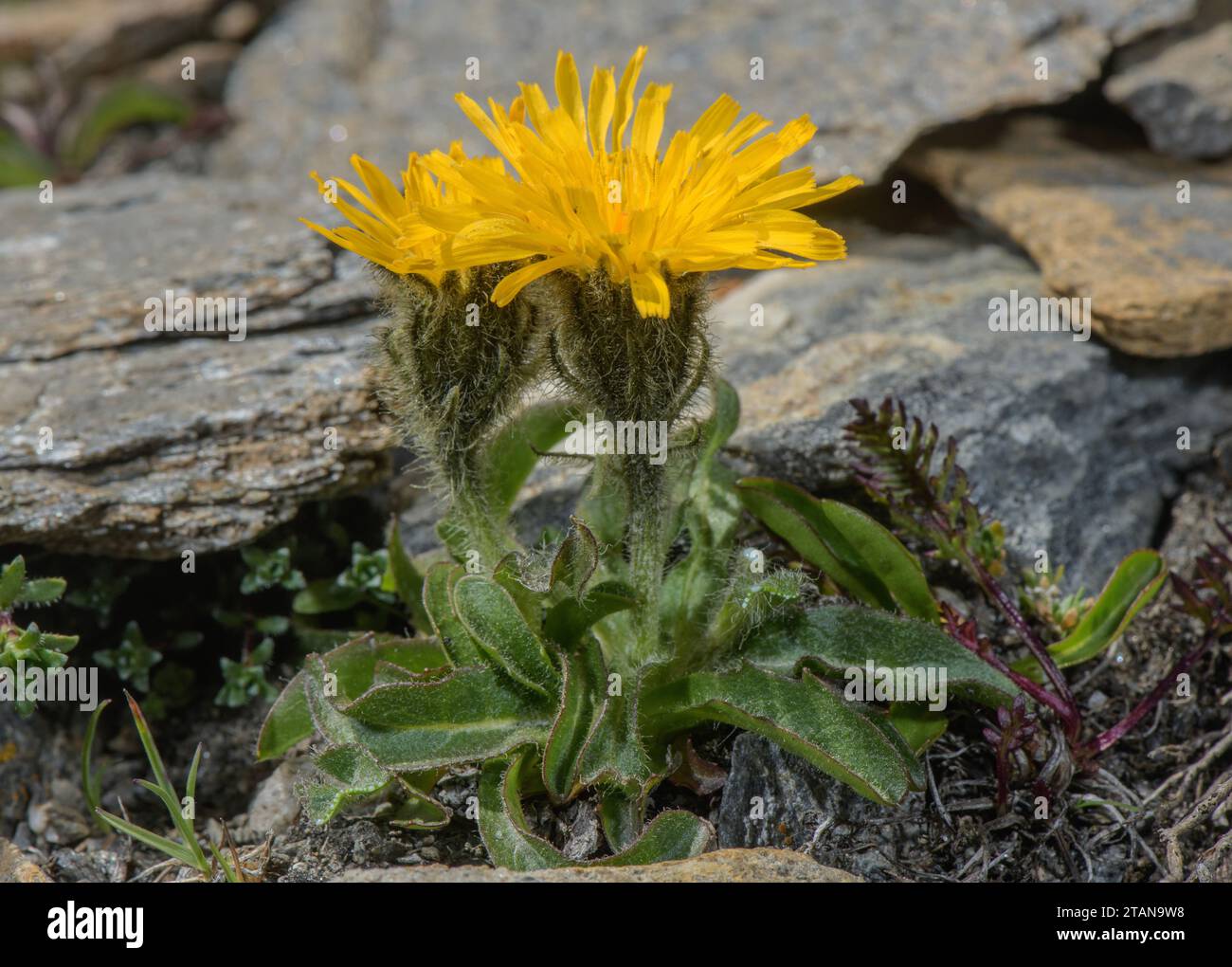 Barba di Falco alpina, crepis rhaetica in fiore su un'alta ghiaia nelle Alpi francesi. Foto Stock