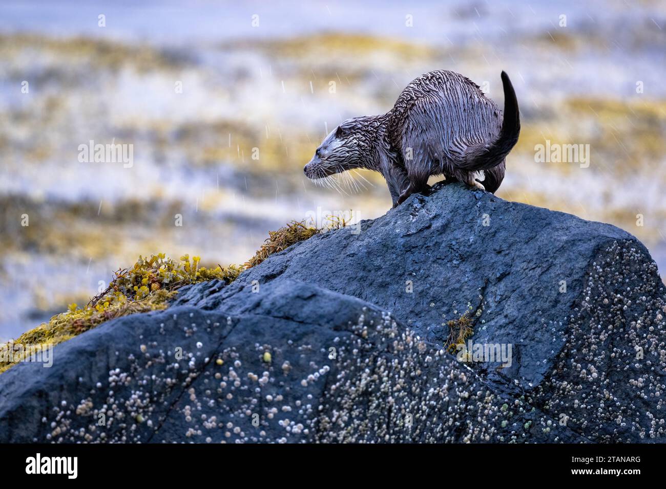 Una Otter Lutra si trova tra le alghe marine ai margini di un lago scozzese sull'isola di Mull Foto Stock