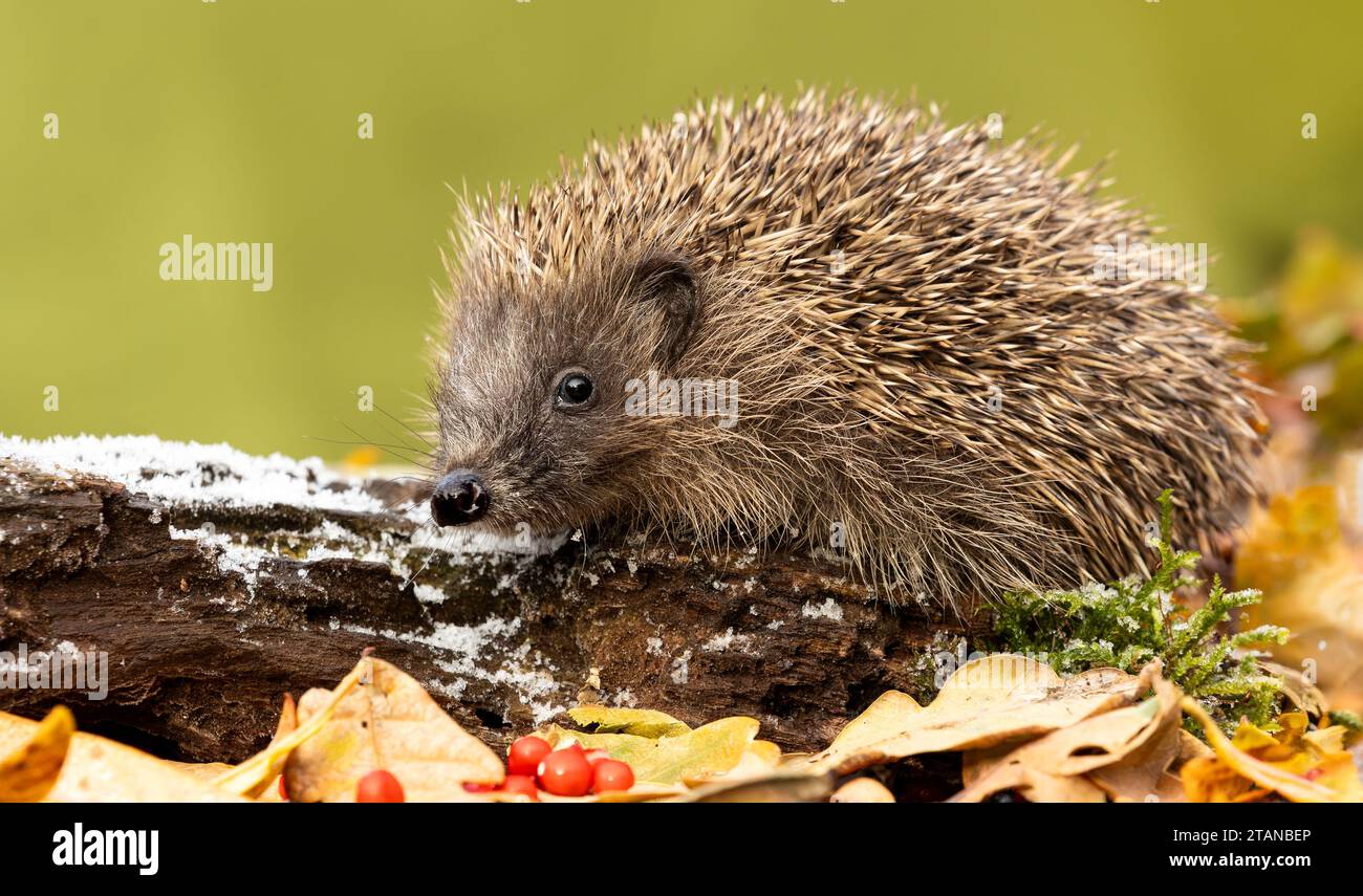Hedgehog, nome scientifico: Erinaceus Europaeus. Primo piano di un riccio selvaggio, nativo, europeo in inverno, rivolto a sinistra su un tronco coperto di ghiaccio Foto Stock