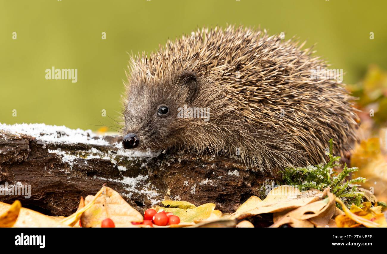 Ricci selvaggi e nativi che si nutrono in un giardino accogliente. Portato all'interno di un nascondiglio faunistico per monitorare la salute e la popolazione di questo mammifero in declino Foto Stock