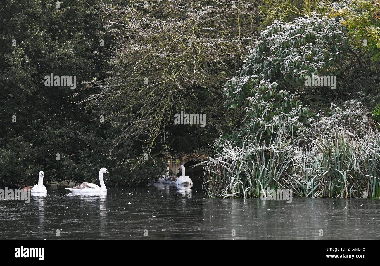 Brighton Regno Unito 2 dicembre 2023 - i cigni trovano una lacuna nel ghiaccio sullo stagno del Queens Park a Brighton dopo un'altra notte gelida in tutto il Regno Unito: Credit Simon Dack / Alamy Live News Foto Stock