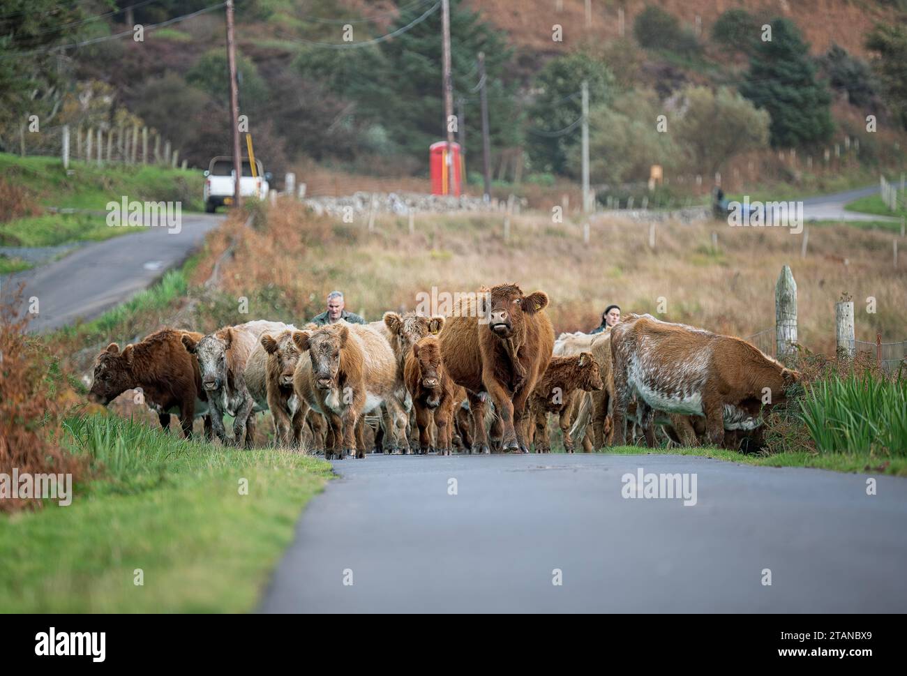 Guidare bestiame domestico sull'isola di Mull, nella Scozia occidentale. REGNO UNITO Foto Stock