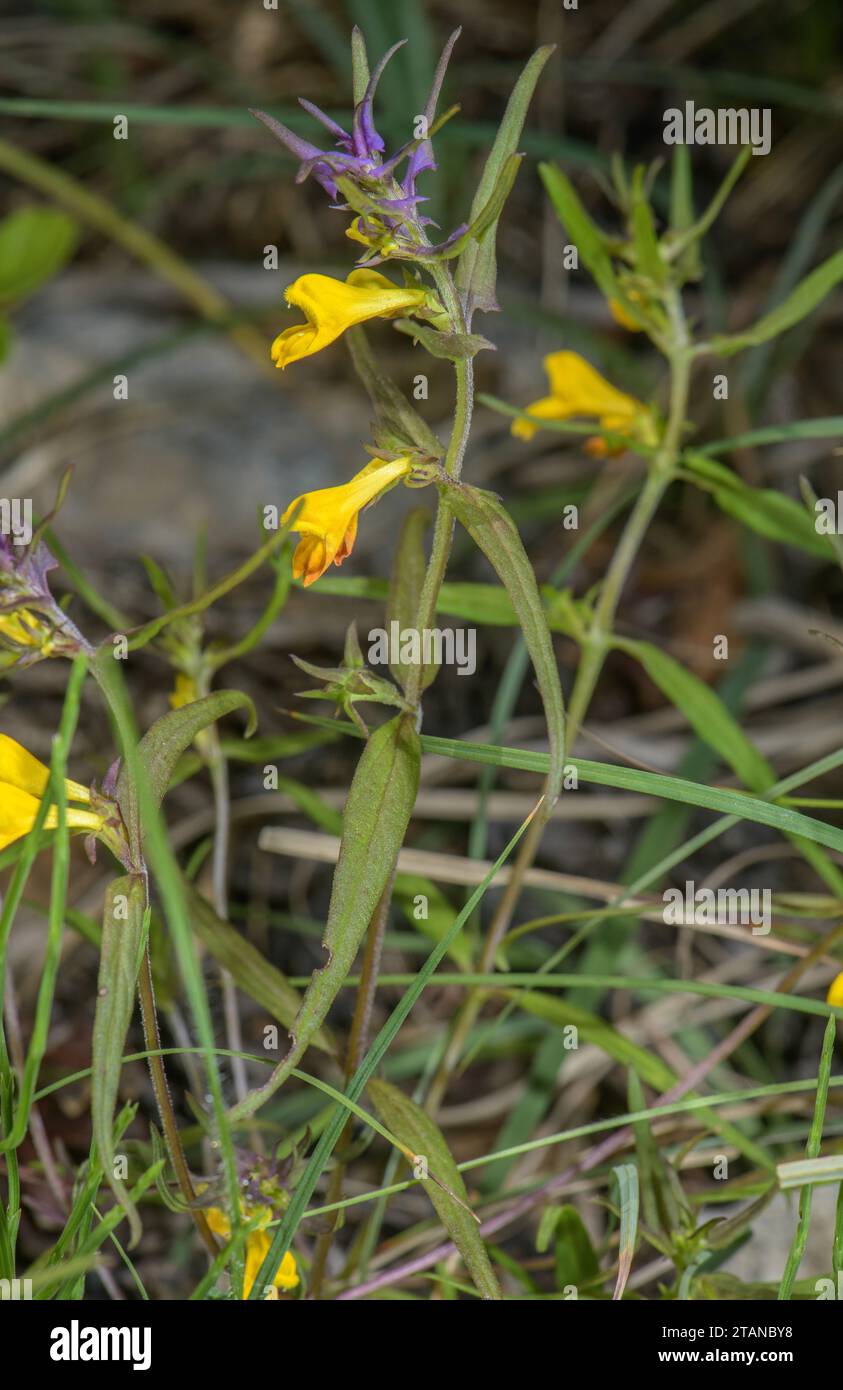 Un frumento bovino, Melampyrum subalpinum, a margine del bosco. Foto Stock