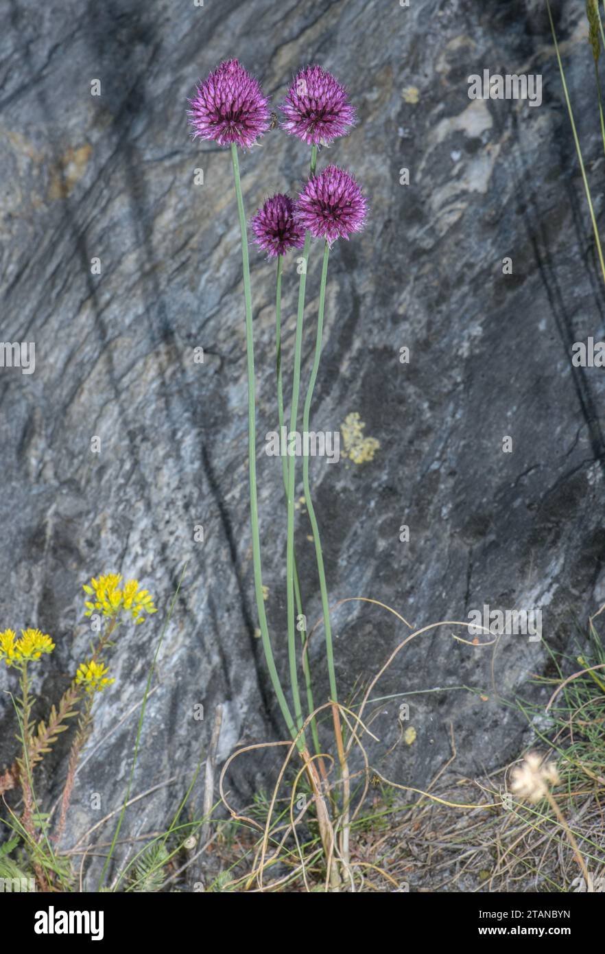 Gruppo di porri a testa tonda, Allium sphaerocephalon, in fiore su sponda rocciosa. Foto Stock