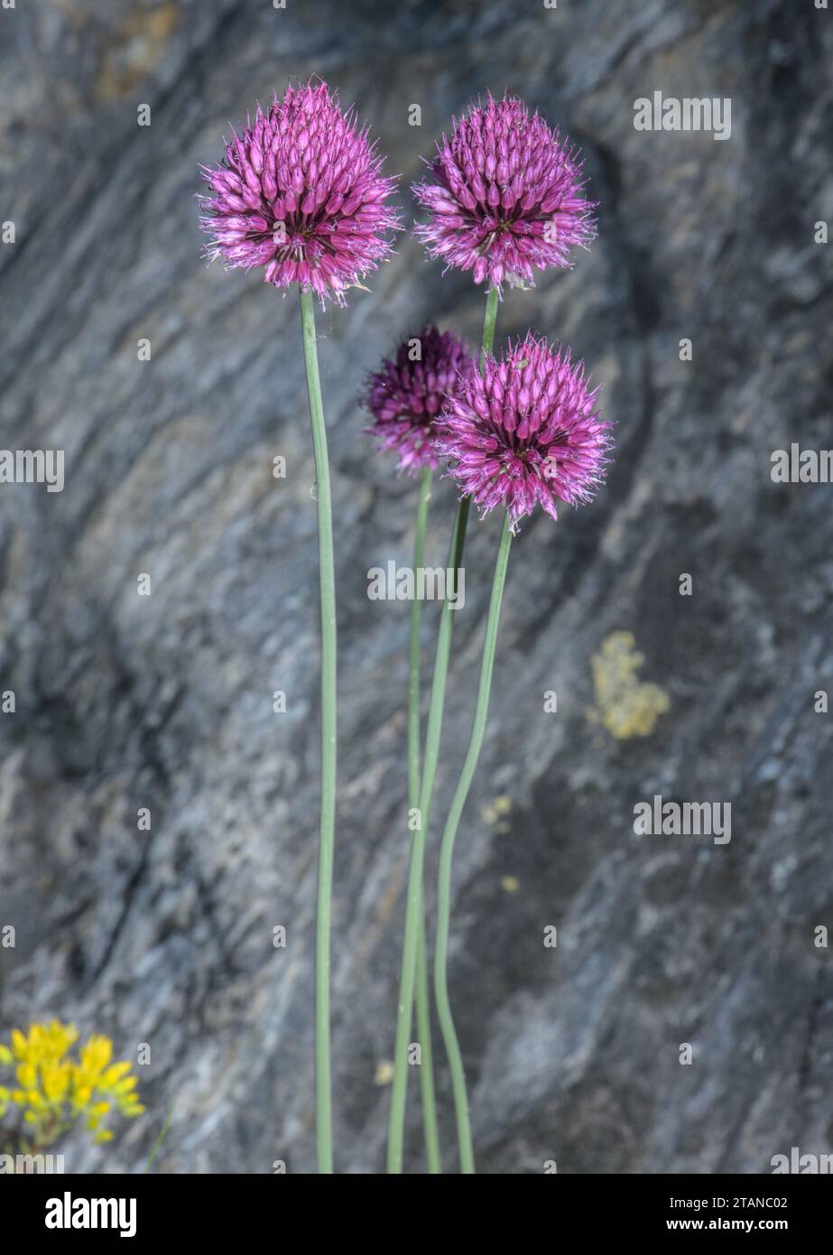 Gruppo di porri a testa tonda, Allium sphaerocephalon, in fiore su sponda rocciosa. Foto Stock