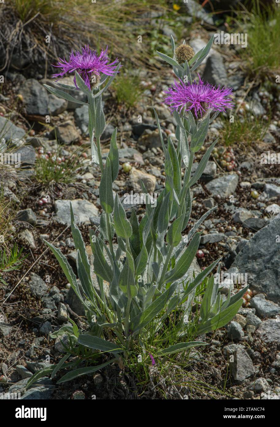 Plume knapweed, Centaurea uniflora, in fiore sulle rive secche delle Alpi francesi. Foto Stock