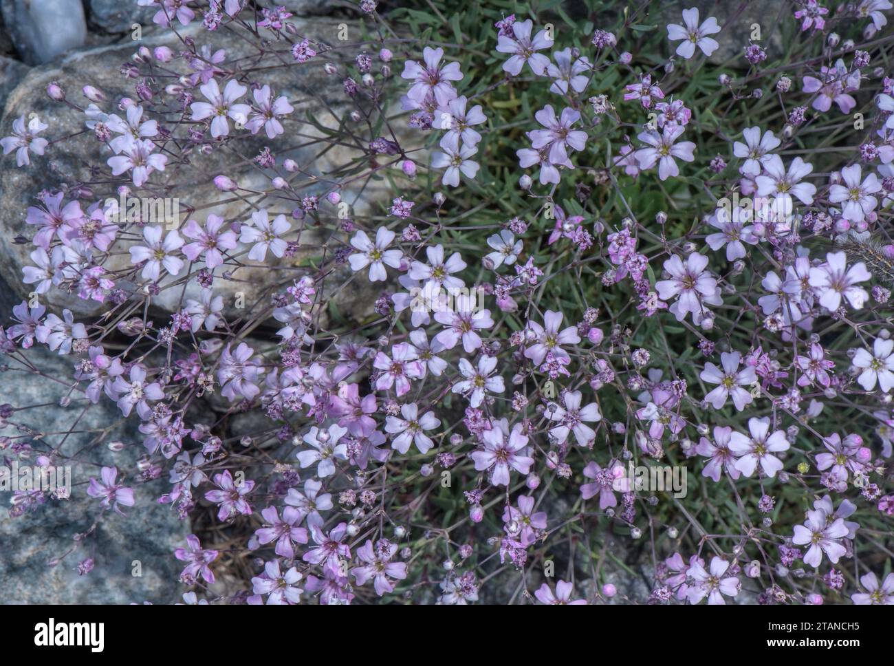 La Gypsophila alpina, la Gypsophila si ritrae in fiore su un terreno di montagna. Alpi francesi. Foto Stock