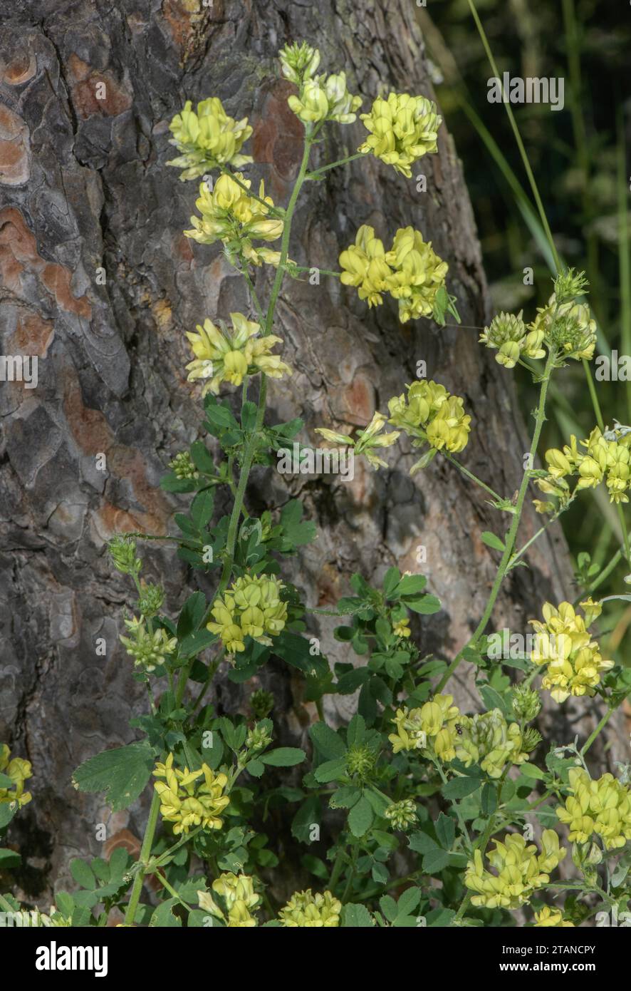 Medicago sativa ssp. glomerata in fiore. Foto Stock