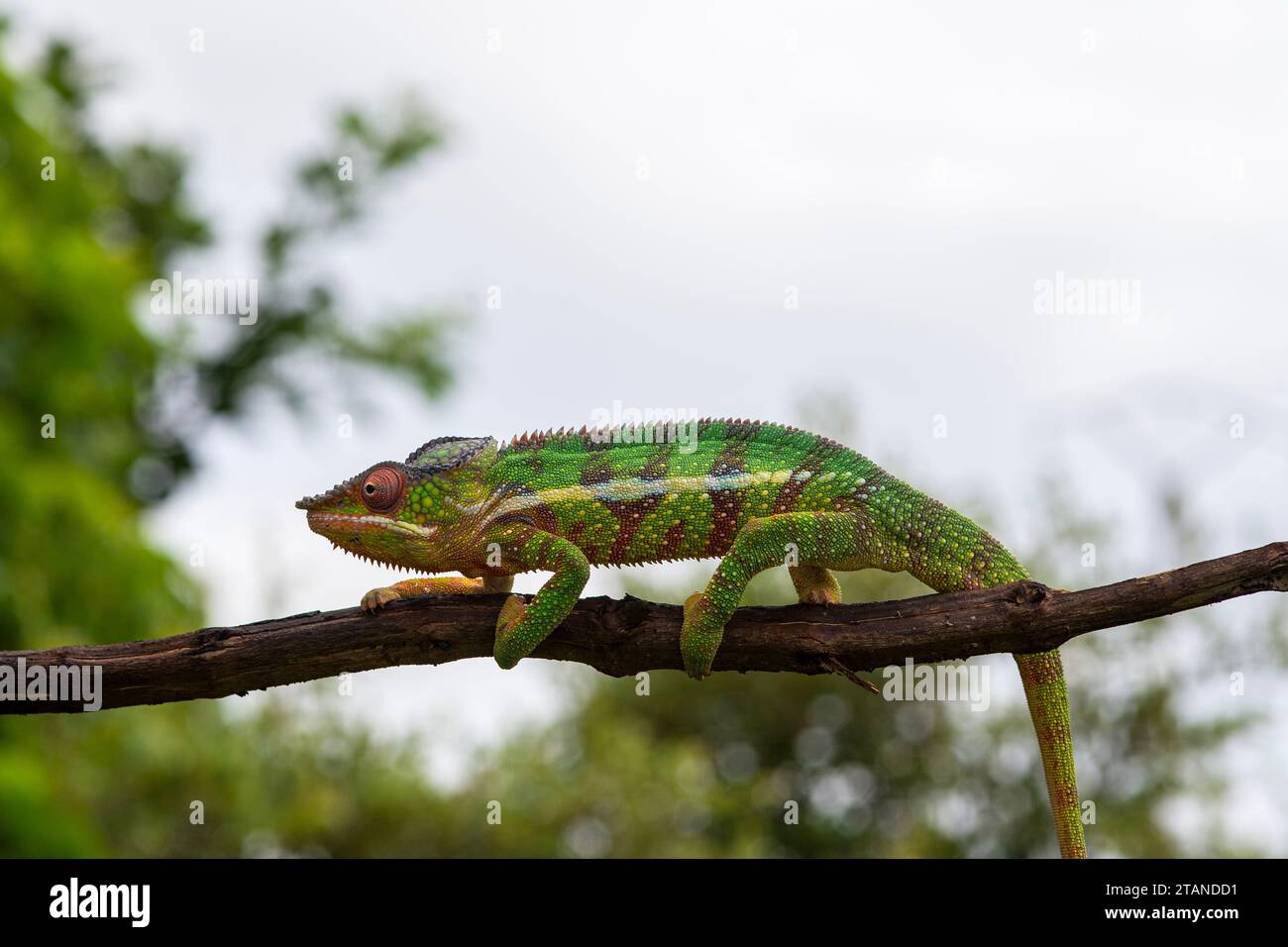 Un camaleonte di pantera maschile su un ramo di albero, Madagascar settentrionale. Foto Stock