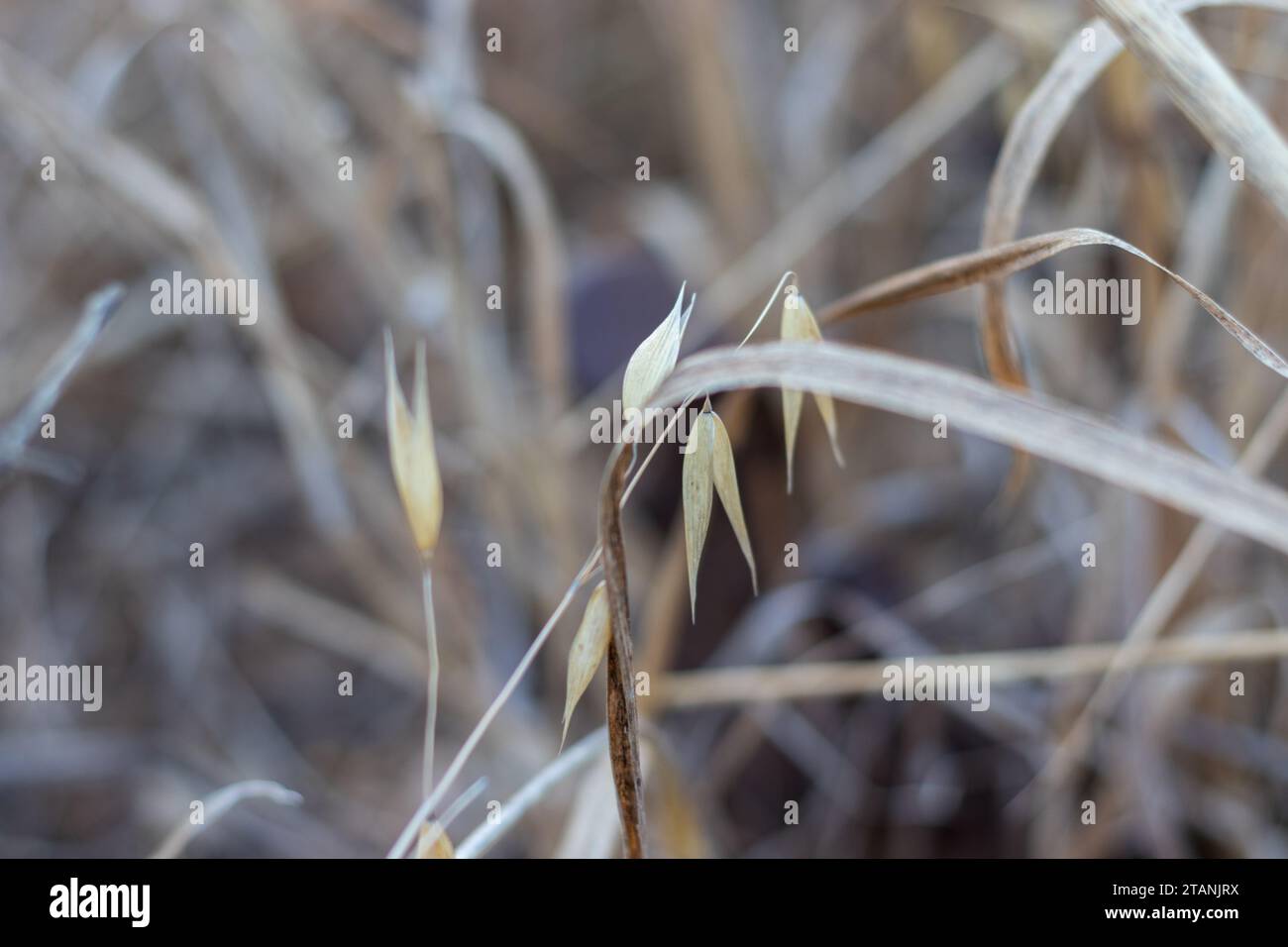 Erba selvatica secca in un campo. Contesto rurale. Primo piano, vista bassa. Foto Stock