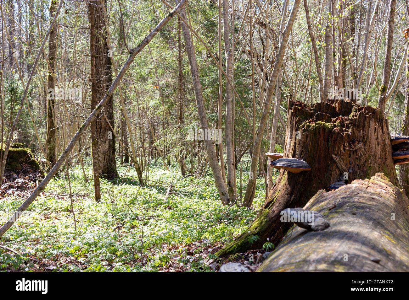 vecchio albero caduto nella foresta con ringhiere e rami Foto Stock