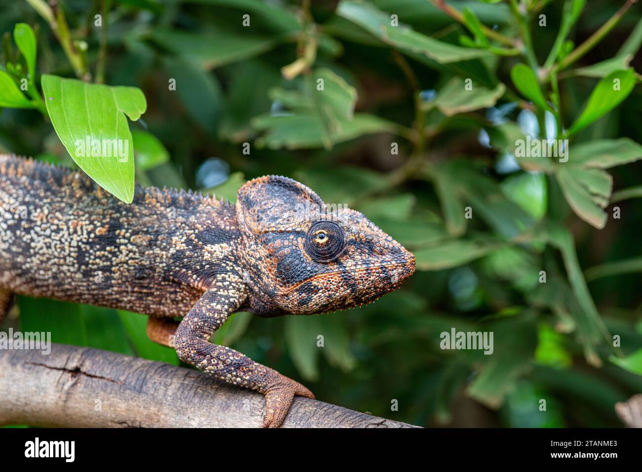 Un camaleonte gigante malgascio su un ramo di albero, Amber Mountain, Madagascar settentrionale. Foto Stock