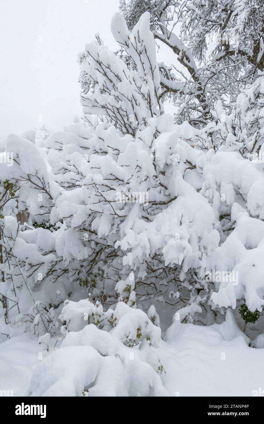 Giardino innevato in inverno con forti nevicate, rischio di rottura della neve Foto Stock