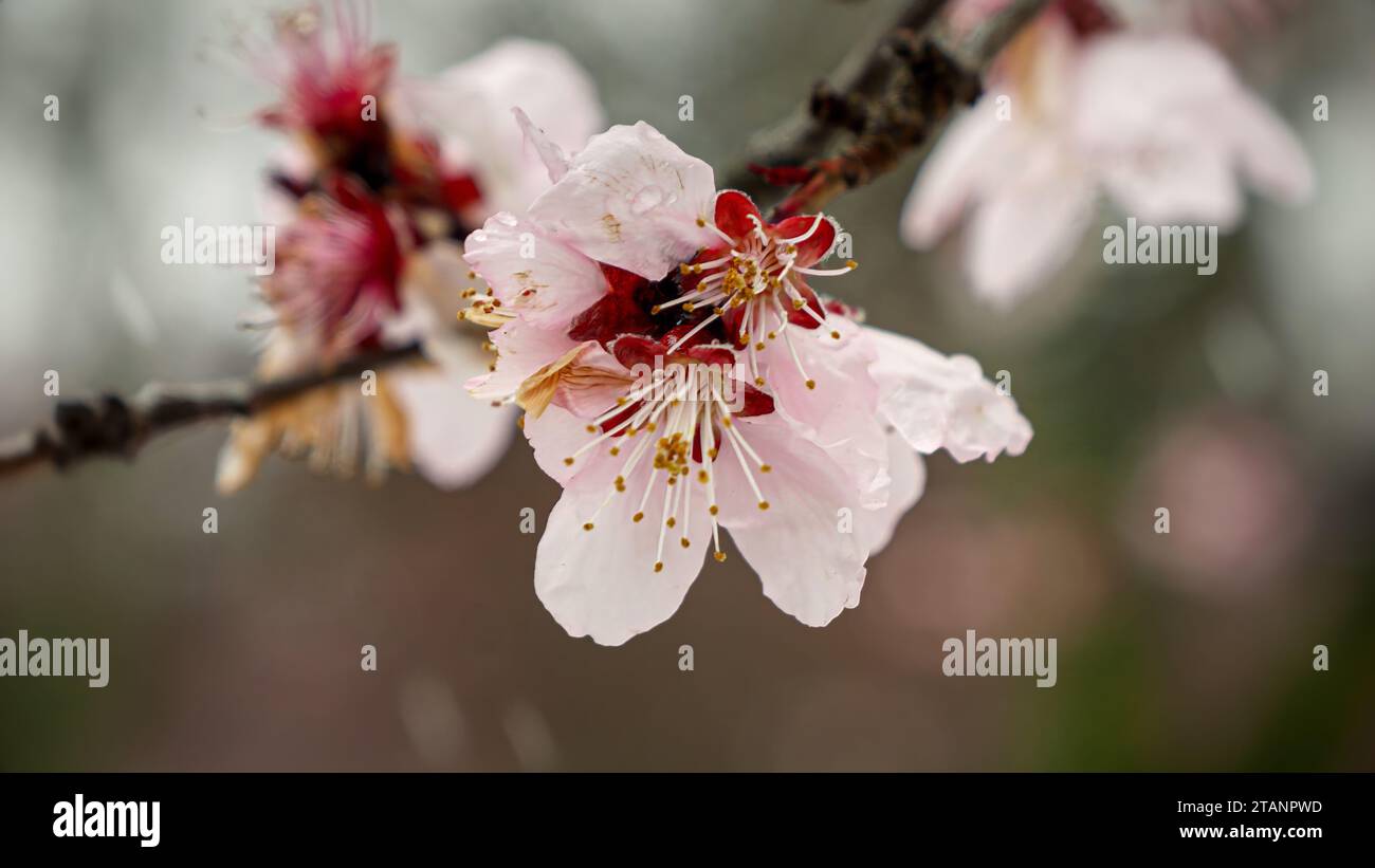 I fiocchi di neve scendono dolcemente sui fiori di ciliegio in fiore in primavera. Concetto di bellezza naturale, cambiamenti climatici e modelli meteorologici insoliti Foto Stock