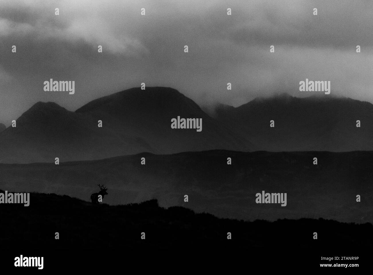 Cervo rosso in piedi vicino alla costa. Foto Stock