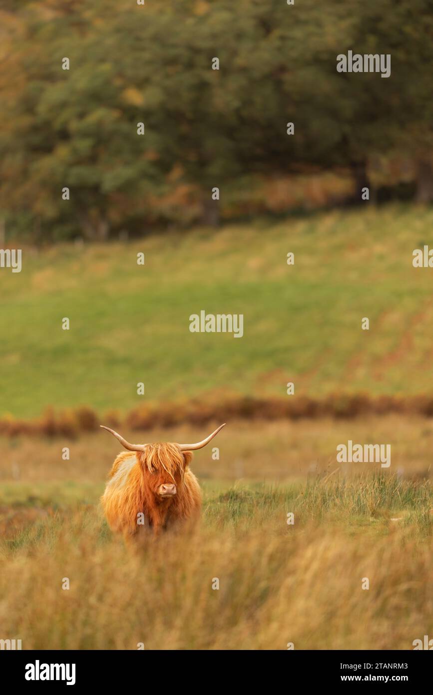 Mucca delle Highland in erba lunga. Foto Stock