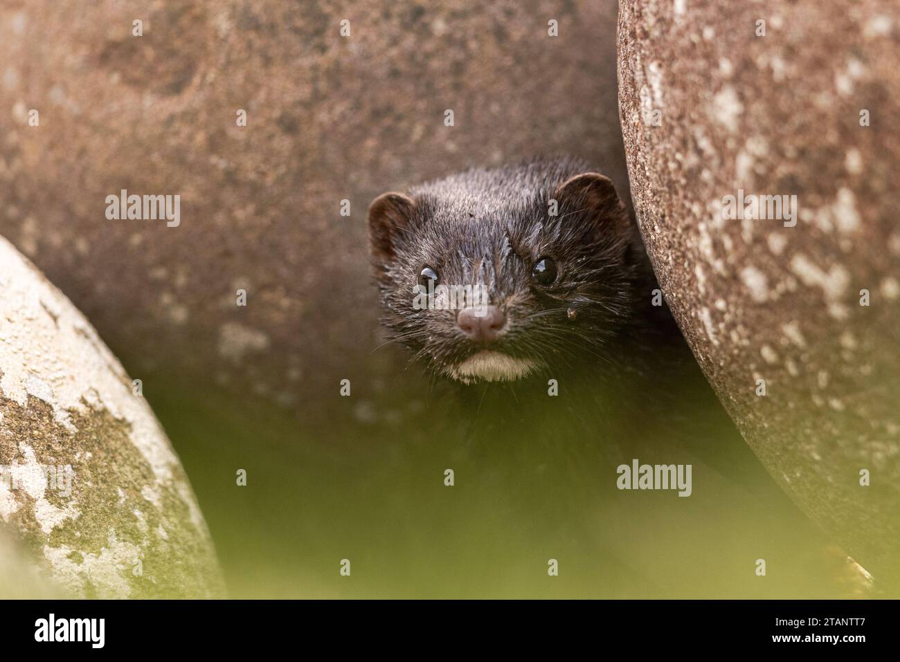 Mink che guarda fuori da qualche roccia. Foto Stock