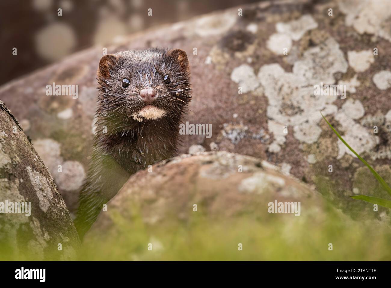 Mink che guarda fuori da qualche roccia. Foto Stock