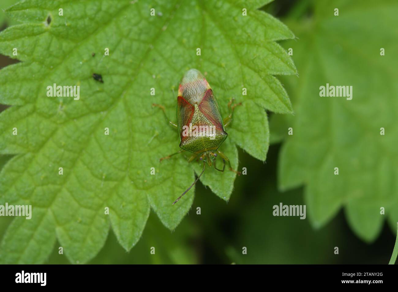 Primo piano naturale su una colorata protezione per betulle, Elasmostethus interstinctus, seduta su una foglia verde Foto Stock