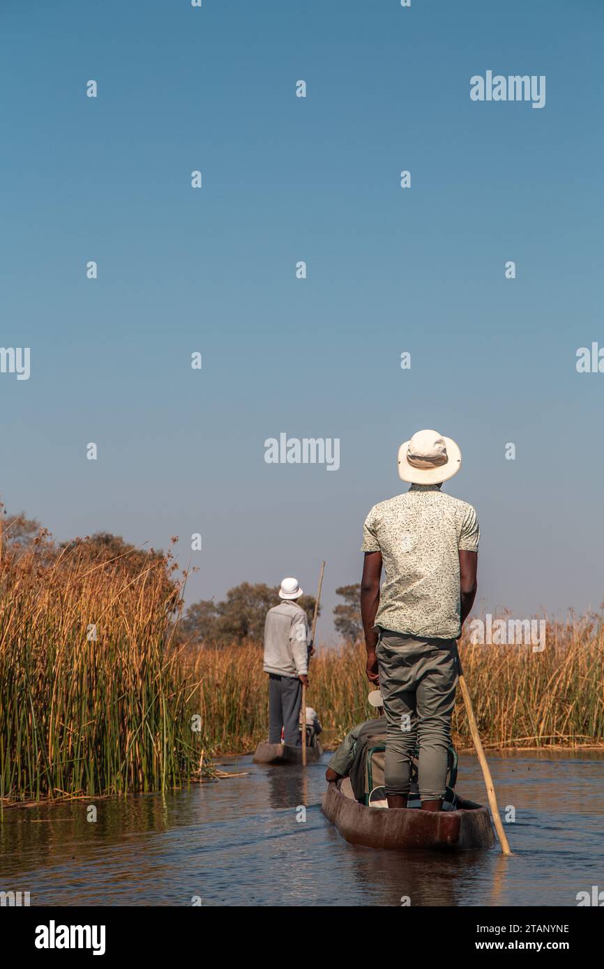 Fauna africana Foto Stock