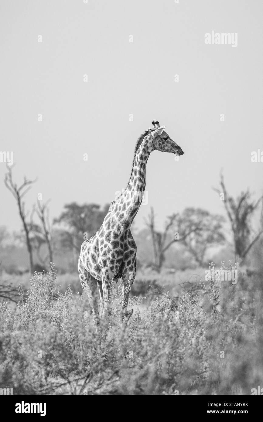 Fauna africana Foto Stock