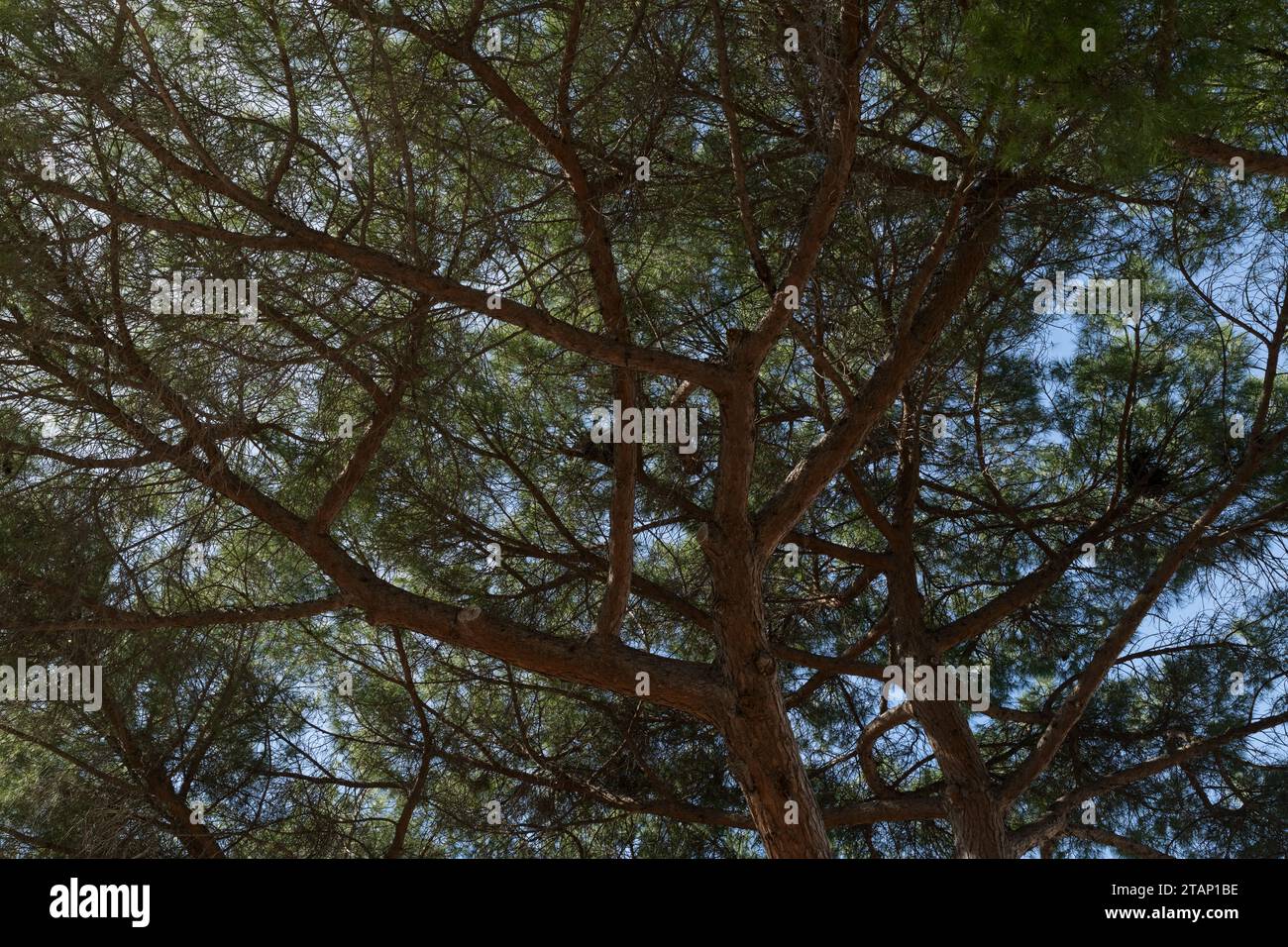 Grande pino con nido all'aperto, foto di viaggio Foto Stock