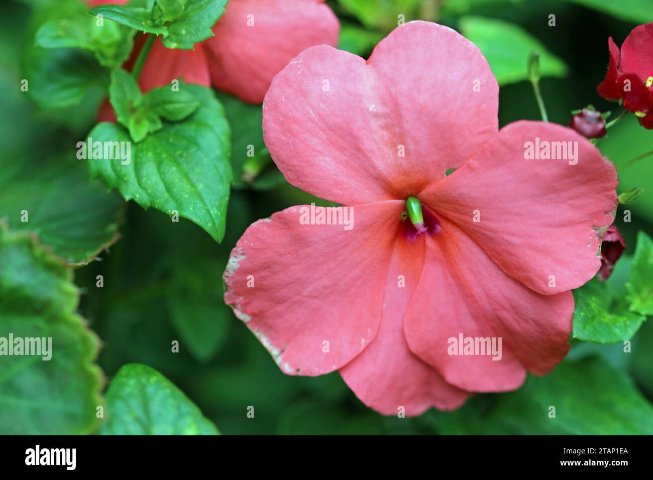lizzie rosa, Impatiens di specie e varietà sconosciute, fioriscono da vicino con uno sfondo sfocato di foglie. Foto Stock