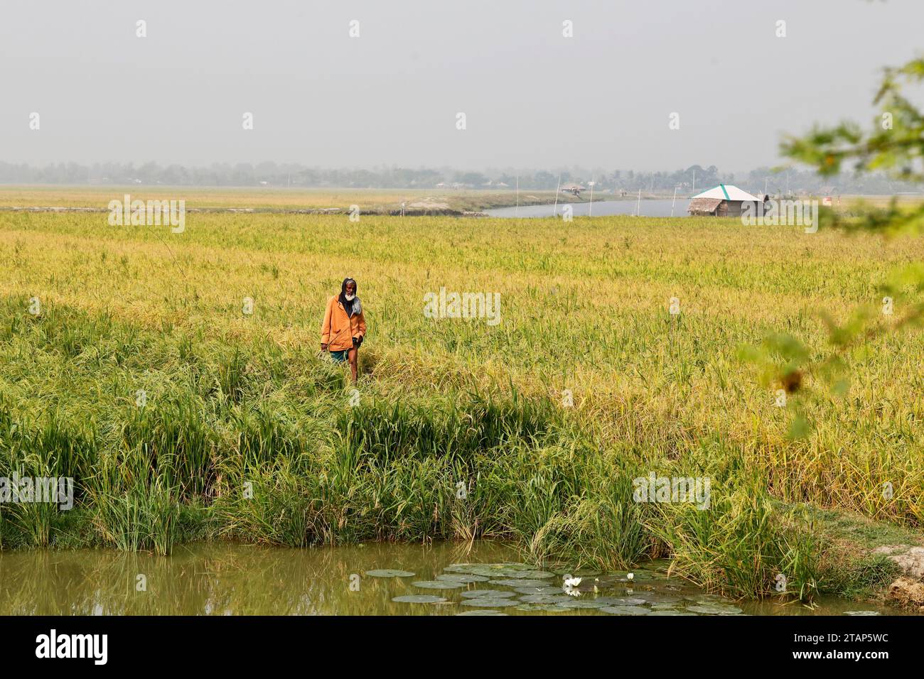 Khulna, Bangladesh - 24 novembre 2023: Vita quotidiana delle popolazioni rurali della regione costiera di Khulna, in Bangladesh. Foto Stock