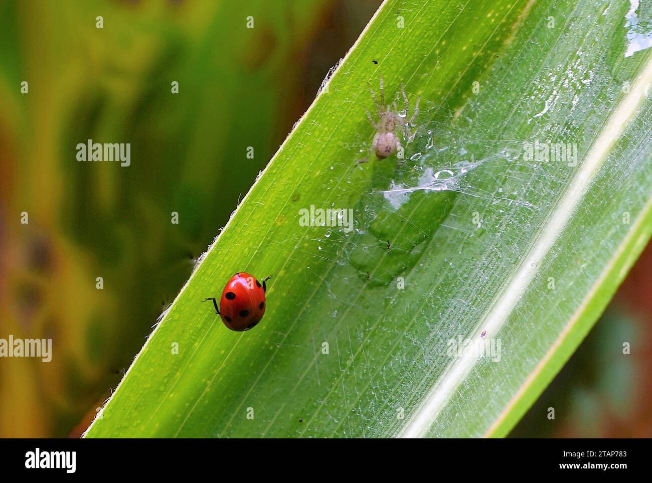 Marienkäfer und Spinne auf einem Blatt Foto Stock
