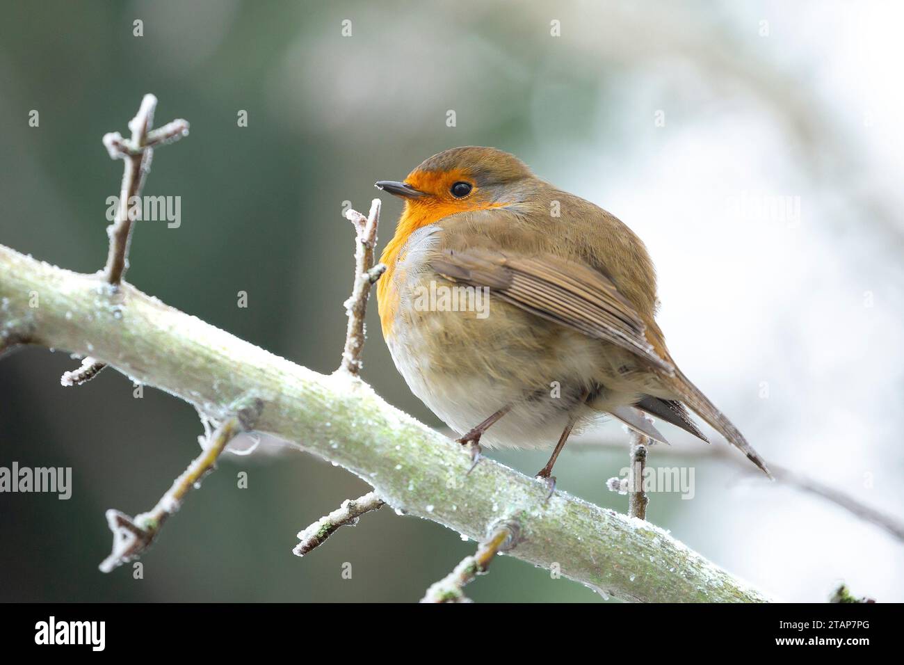 Kidderminster, Regno Unito. 2 dicembre 2023. Meteo nel Regno Unito: La fauna selvatica locale sta solo affrontando il clima rigido e gelido di oggi. Questo piccolo inverno robin sfoglia le sue piume nel tentativo di mantenere un po' di calore corporeo mentre le temperature rimangono al di sotto del congelamento. Crediti: Lee Hudson/Alamy Live News Foto Stock Kidderminster, Regno Unito. 2 dicembre 2023. Meteo nel Regno Unito: La fauna selvatica locale sta solo affrontando il clima rigido e gelido di oggi. Questo piccolo inverno robin sfoglia le sue piume nel tentativo di mantenere un po' di calore corporeo mentre le temperature rimangono al di sotto del congelamento. Crediti: Lee Hudson/Alamy Live News Foto Stock