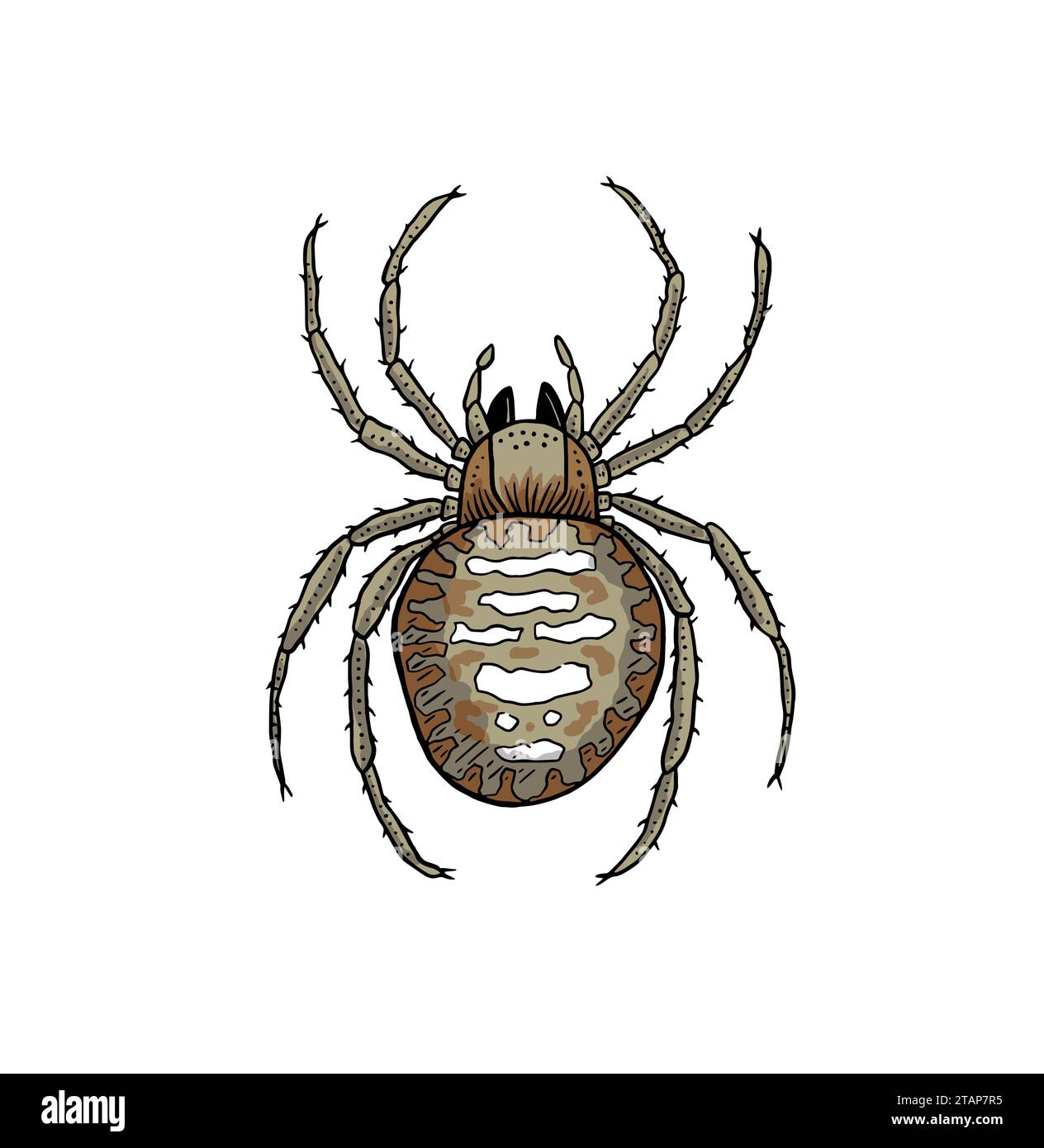 Disegno a cartoni animati di Un'illustrazione vettore ragno su sfondo bianco Illustrazione Vettoriale