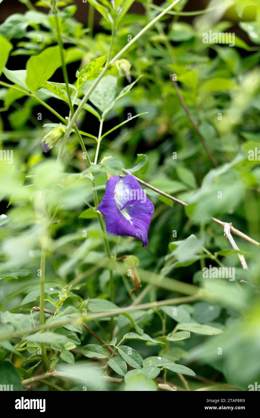 Il pisello farfalla è un fiore popolare per la cucina. Di solito viene utilizzato il colore. Dai fiori al mix e dai spuntini al cibo. Foto Stock