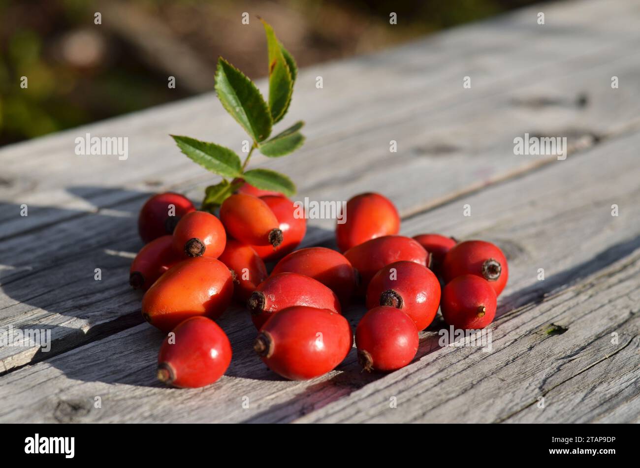 Frutto rosso maturo del rosa su un vecchio tavolo di legno. Piante medicinali ed erbe. Foto Stock