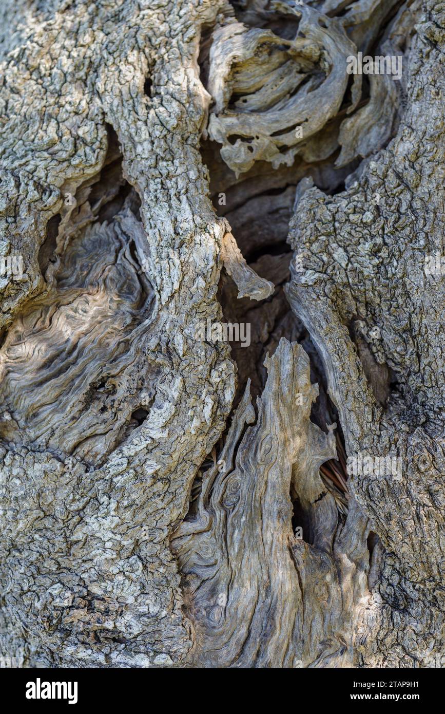 La tessitura di un tronco di un vecchio albero di olivo Foto Stock