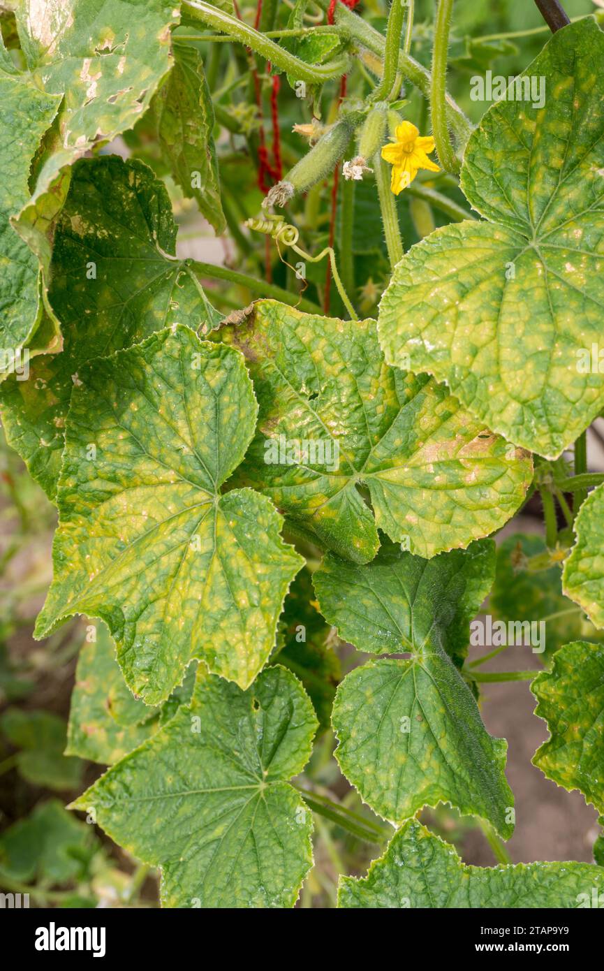 Pianta di cetriolo infettata da muffa di pelo o Pseudoperonospora cubensis in giardino, primo piano. Cucurbits malattia delle verdure. Foglie con macchie gialle a mosaico. Foto Stock