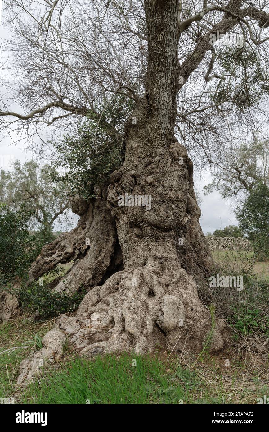 Olivo secolare (il più antico d'Italia, età stimata di 3000 anni ...