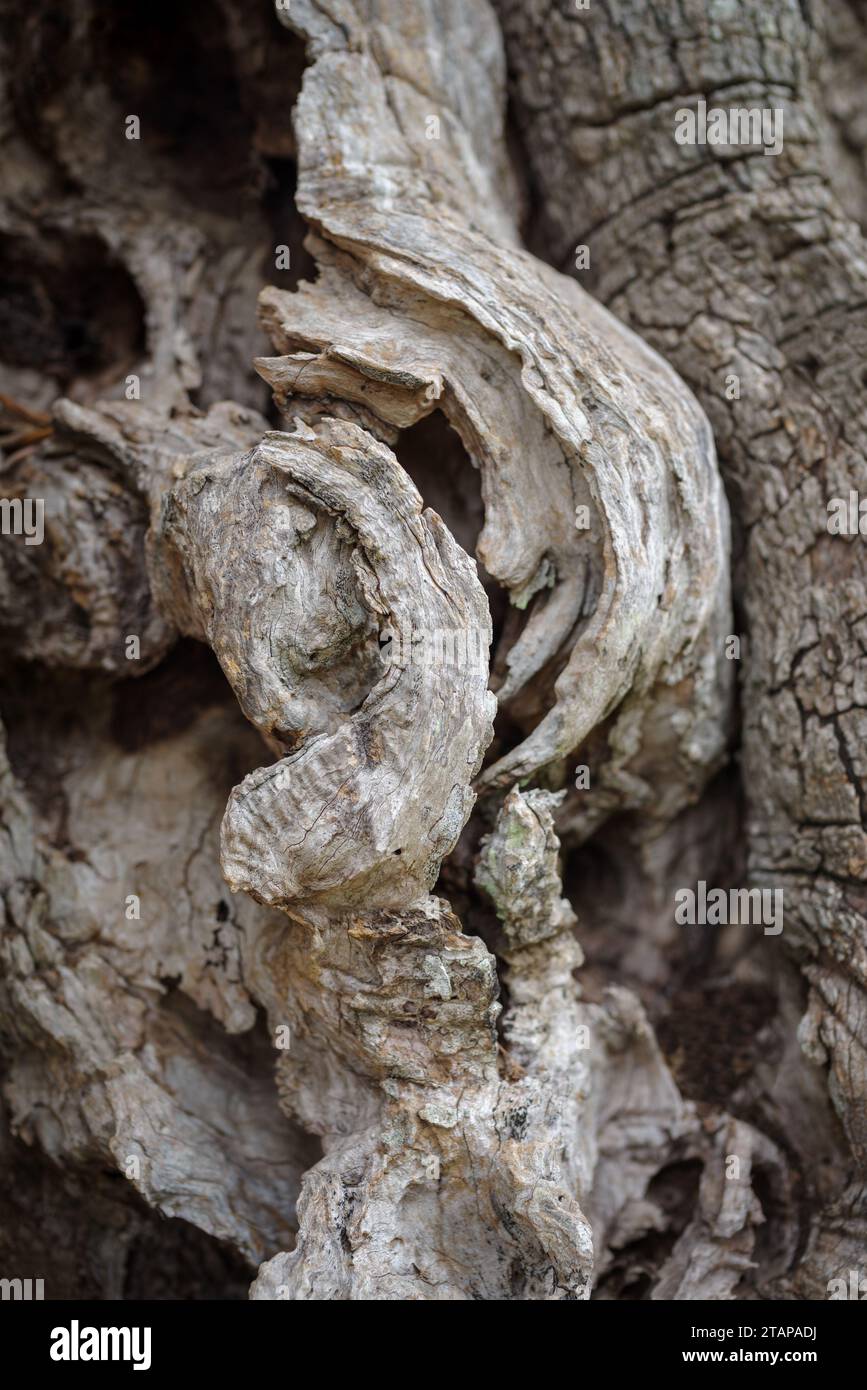 La tessitura di un tronco di un vecchio albero di olivo Foto Stock