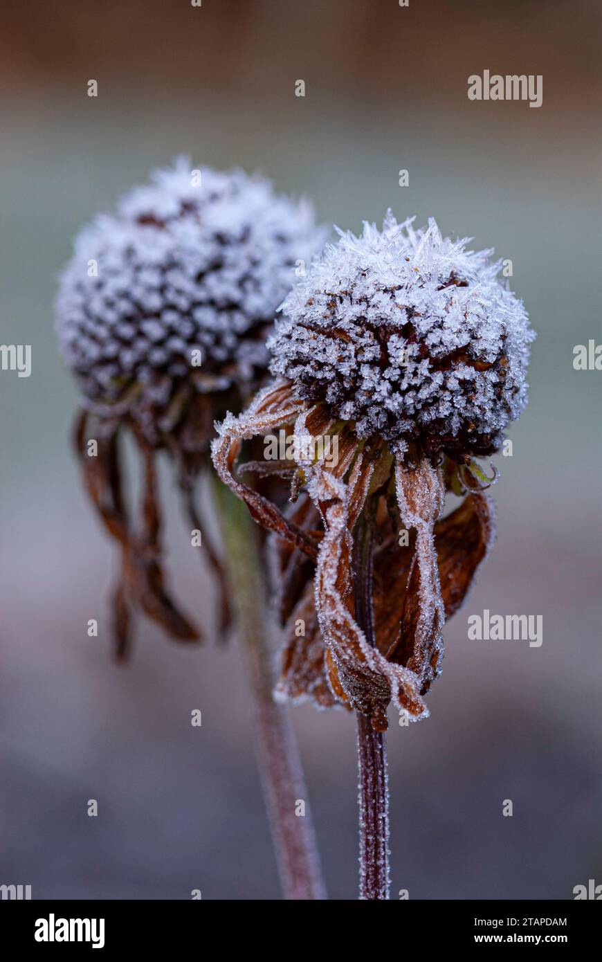 Hoar Frost copre le teste di fiori morte in un confine di giardino, novembre Foto Stock