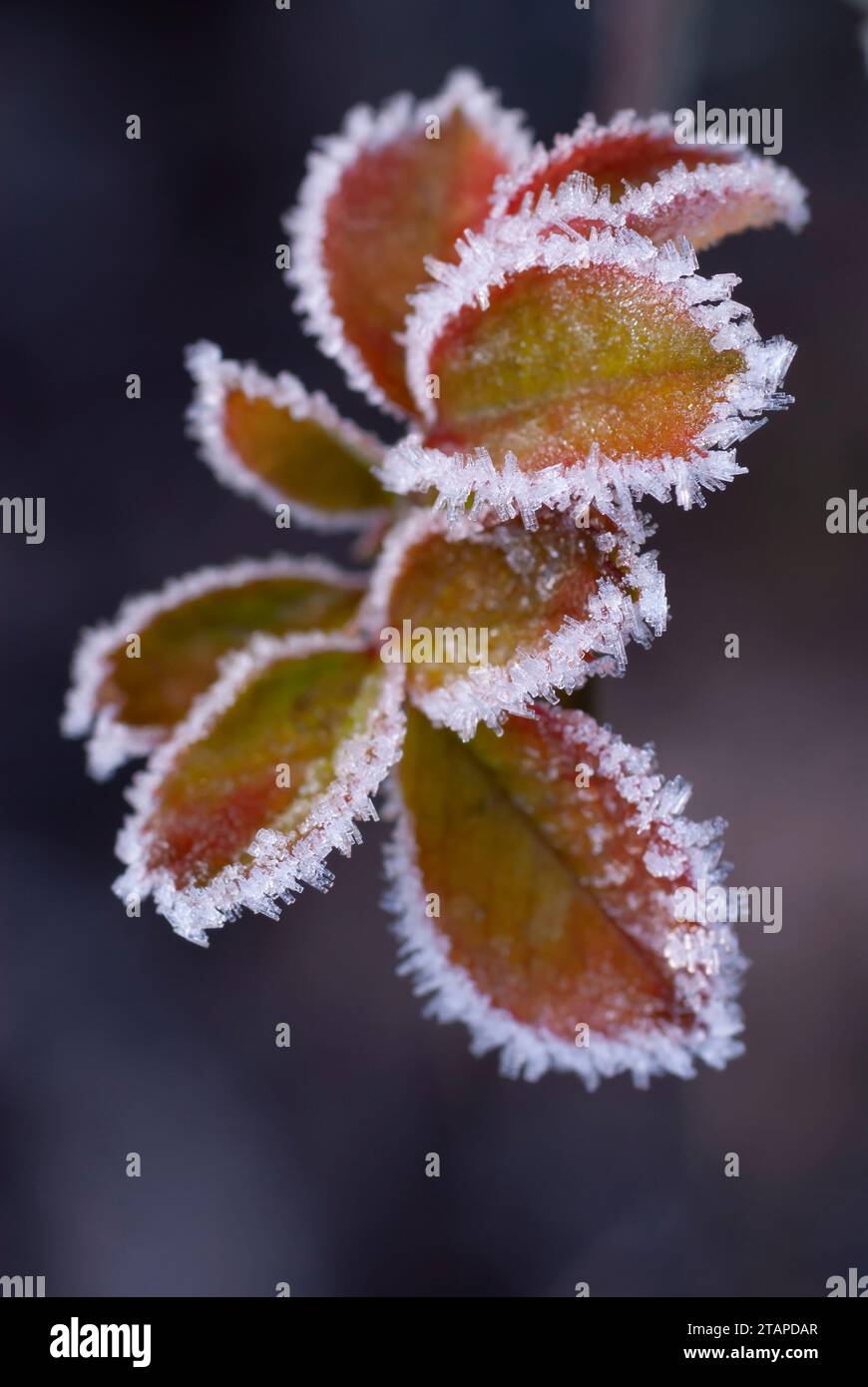 Hoar Frost sul bordo delle foglie, confine giardino, novembre Foto Stock
