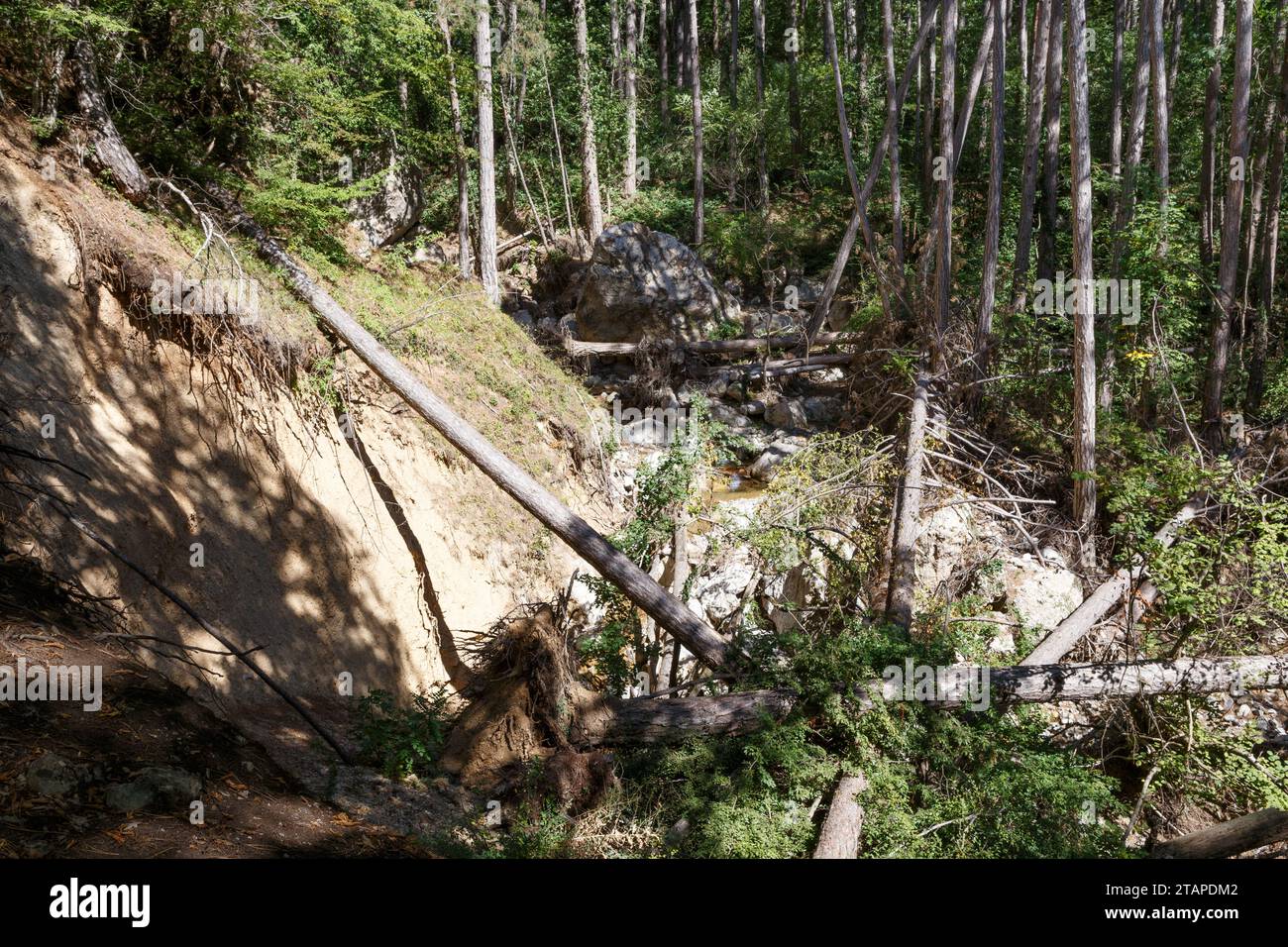 Yalta, Russia - 10 settembre 2023 - pini caduti lungo il letto di un fiume di montagna Foto Stock