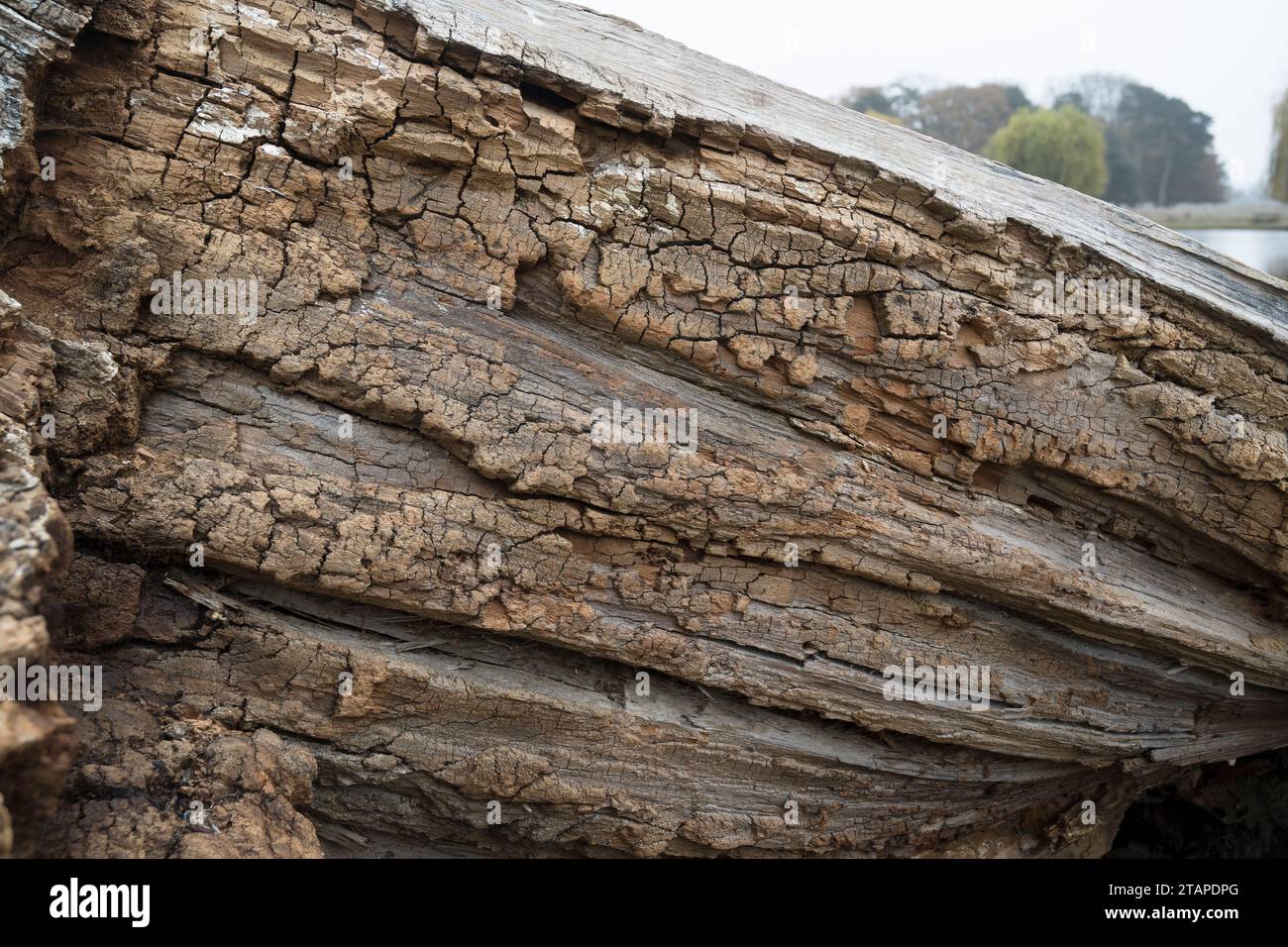 Ampio tronco caduto di salici piangenti e deturpanti Foto Stock